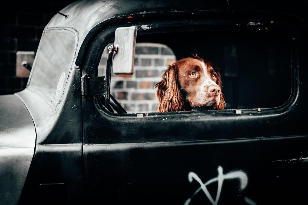 dog, puppy, pet, friendship, animal, adorable, cute, friends, face, nose, nature, lifestyle, portrait, dog, dog, dog, dog, dog, puppy, puppy, puppy, friendship, friendship, friends, friends, lifestyle, lifestyle, lifestyle